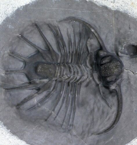 New Lichid Trilobite From Jorf - Very Rare (Special Price) #34770